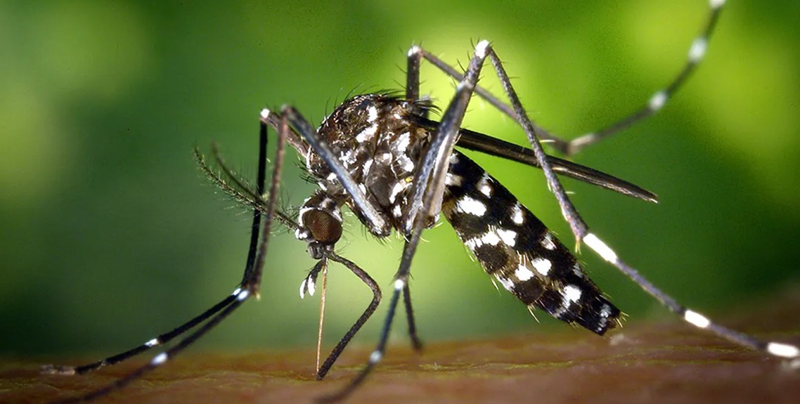 चितवनमा चैत २५ गतेदेखि ‘जापानिज इन्सेफ्लाइटिस’ विरुद्धको खोप अभियान