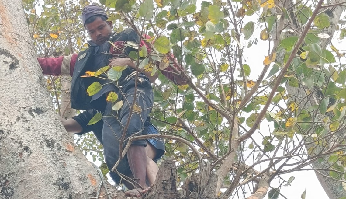 गुल्मीमा रुखमा अड्किएका व्यक्तिको सकुशल उद्धार