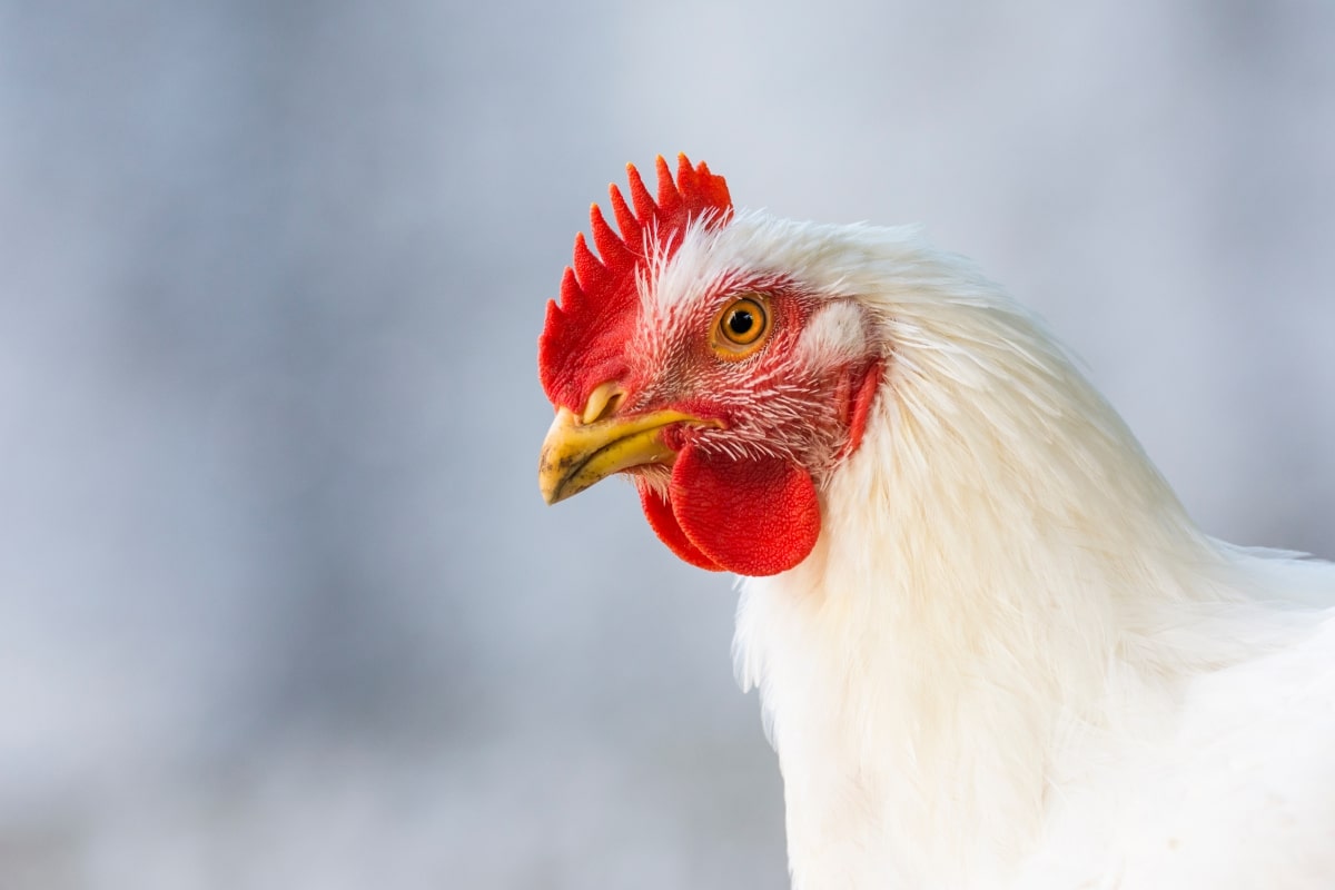 मरेको ब्रोइलरको मासु खाँदा कलिला दाजुभाइको मृत्यु, आमा र कान्छा छोरा अस्पतालमा