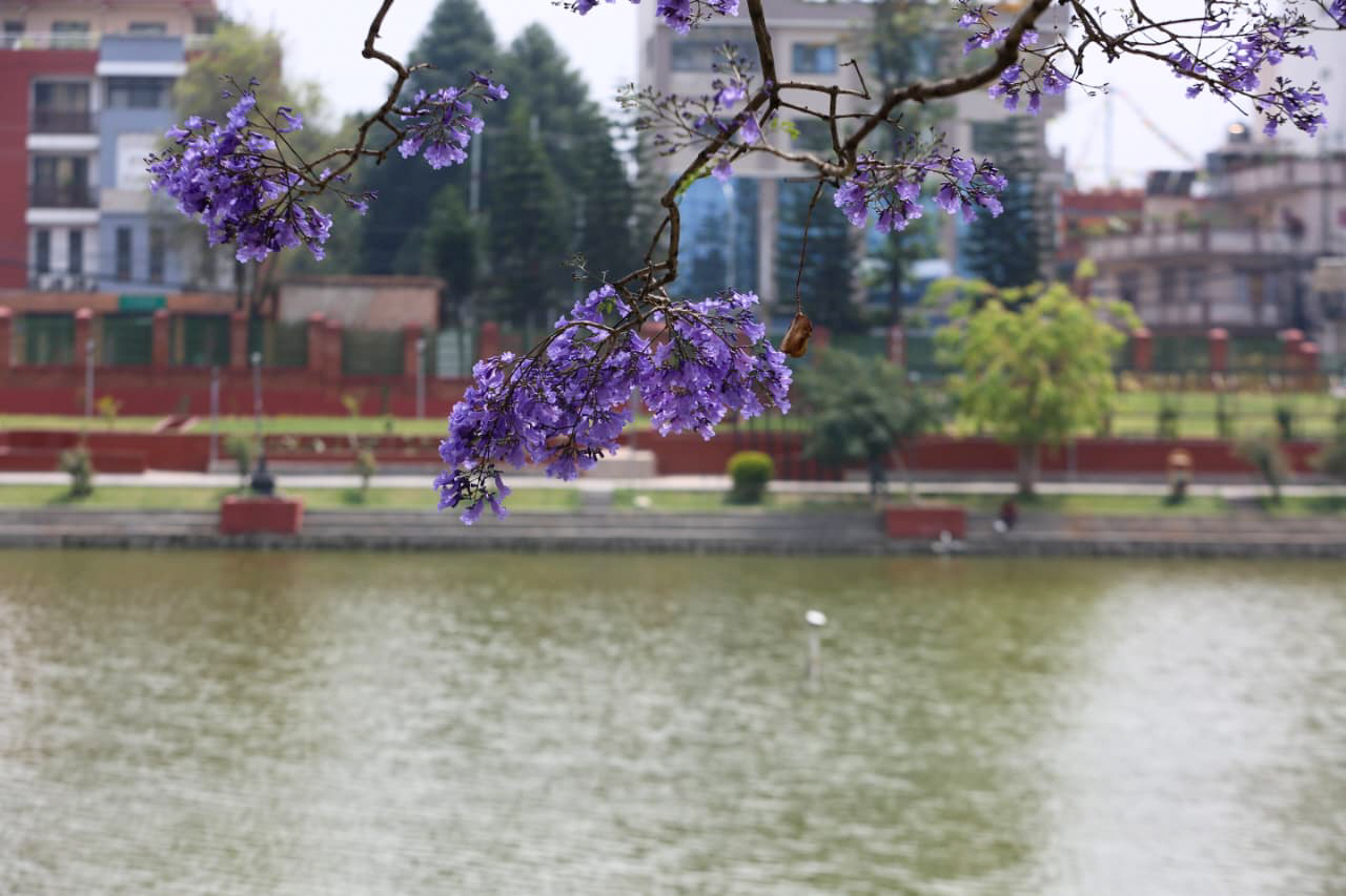 ज्याकाराण्डाले निलाम्य कमलपोखरी (तस्विरहरू)