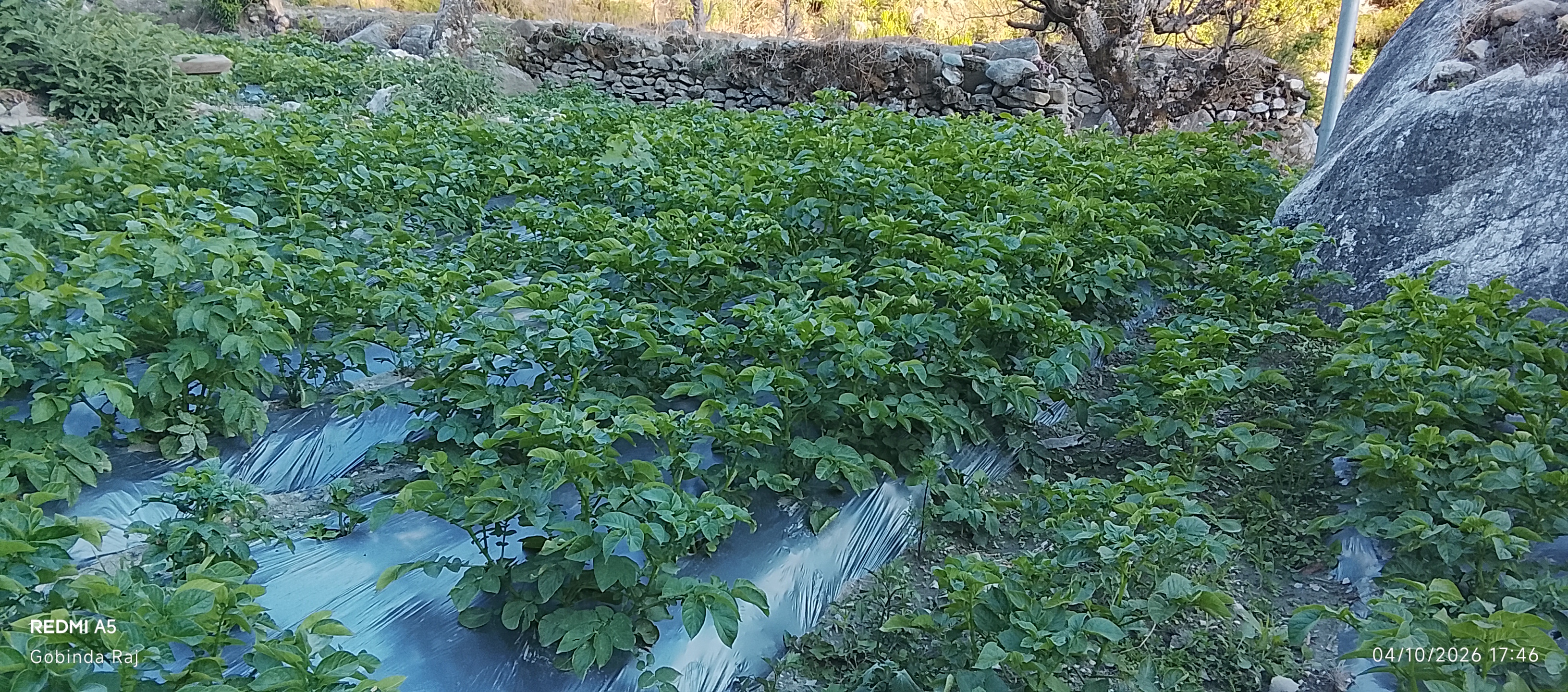 बाजुरामा लोभलाग्दो आलु खेती