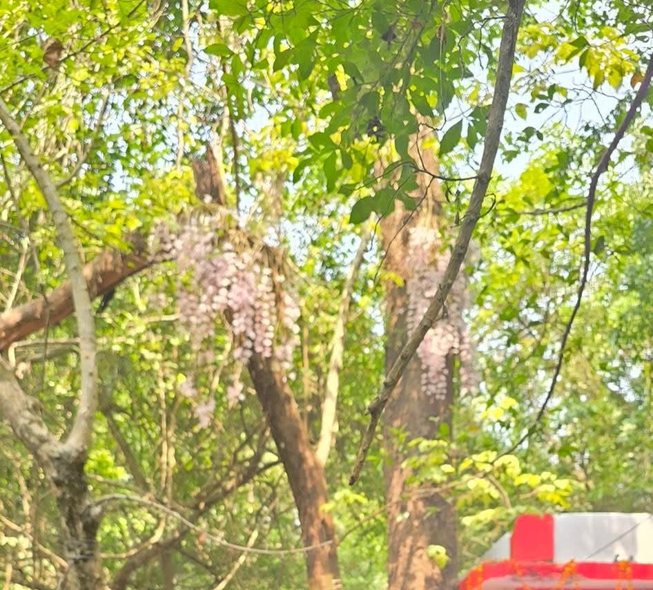 सलहेश फूलबारीमा बिहानैदेखि भीड, नयाँ वर्षमा ढकमक्क फुल्यो ‘चमत्कारी’ सुनाखरी