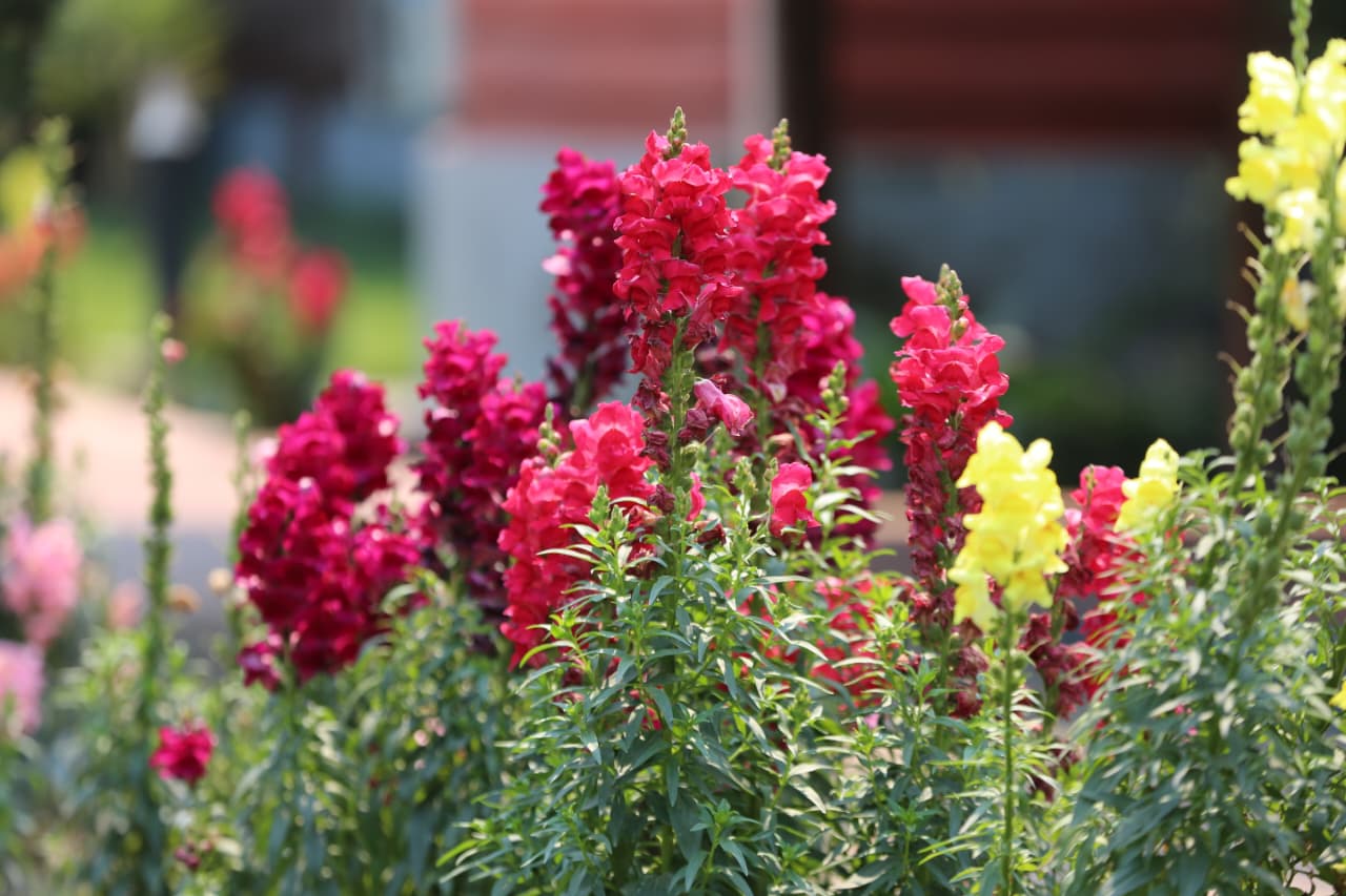 सिंहदरबार परिसरमा ढकमक्क फुलेका भ्यागुते फूल (तस्बिरहरु)