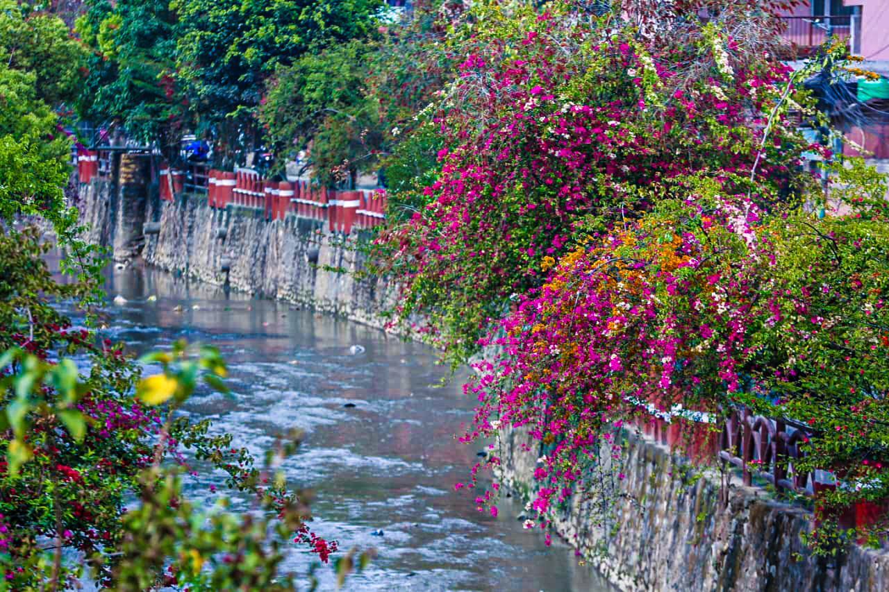 खोलाका किनारमा फुलेका ढकमक्क फूलहरू (तस्बिरसहित)