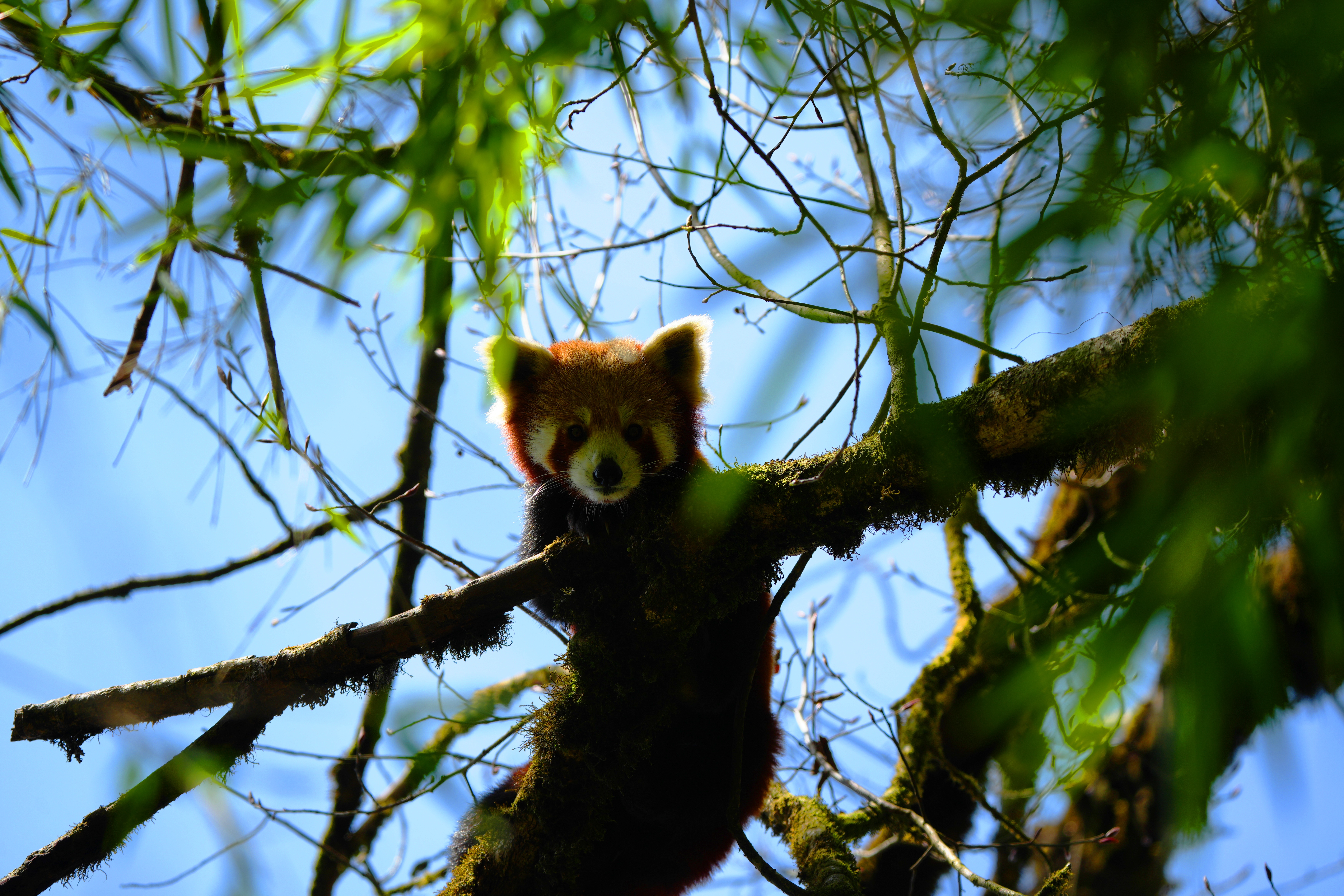 पूर्वी पहाडमा कसरी चम्कियो ‘रेडपाण्डा-पर्यटन’ ?
