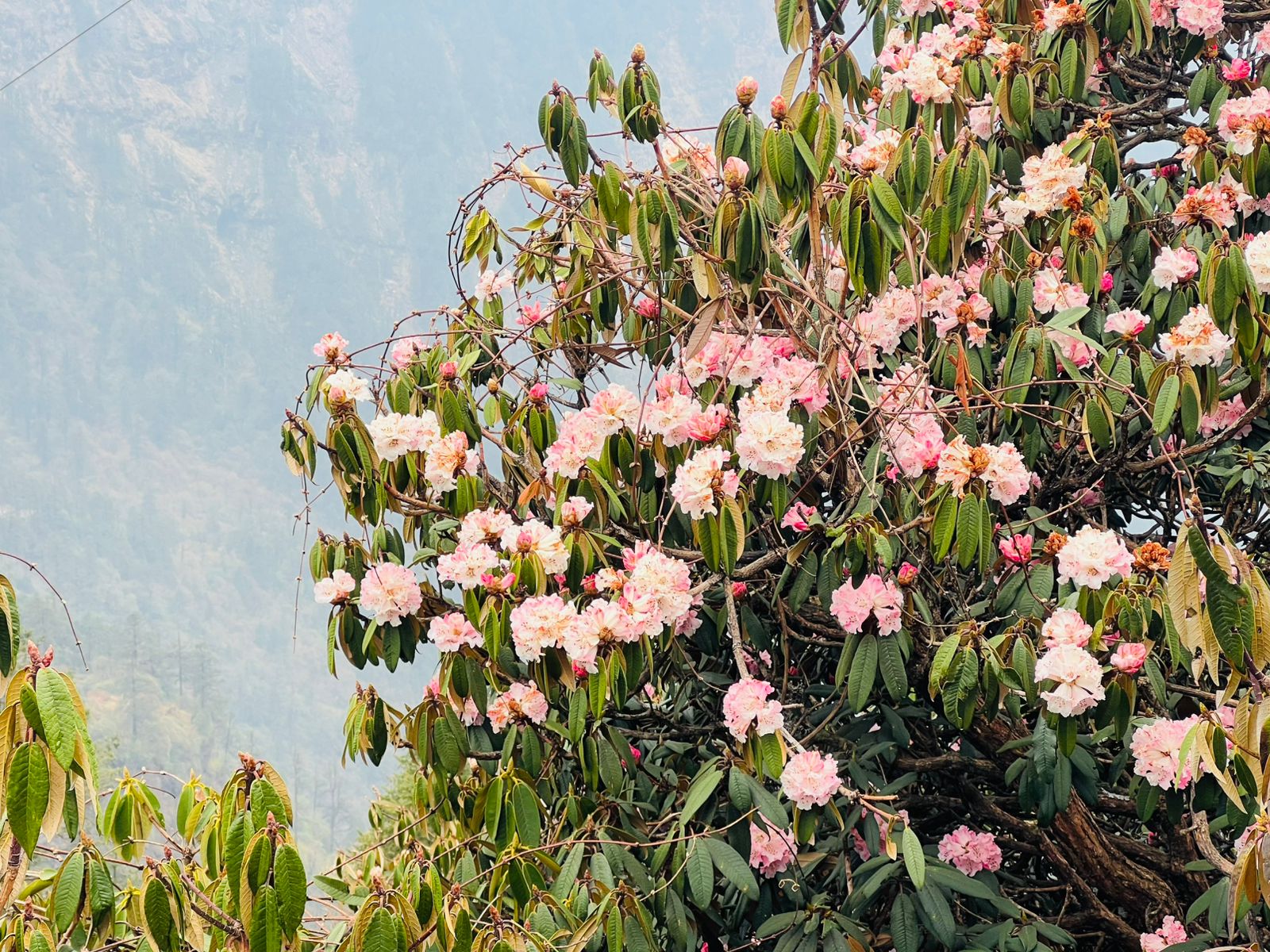 कालिन्चोकमा ढकमक्क फुलेको सेतो गुराँस (तस्बिरसहित)