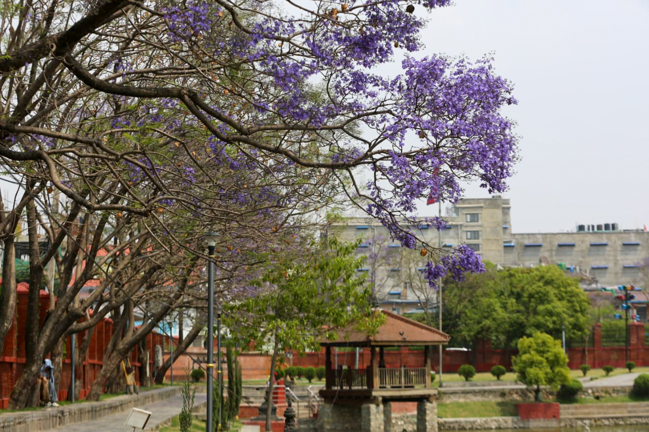 ज्याकाराण्डाले निलाम्य कमलपोखरी (तस्विरहरू)