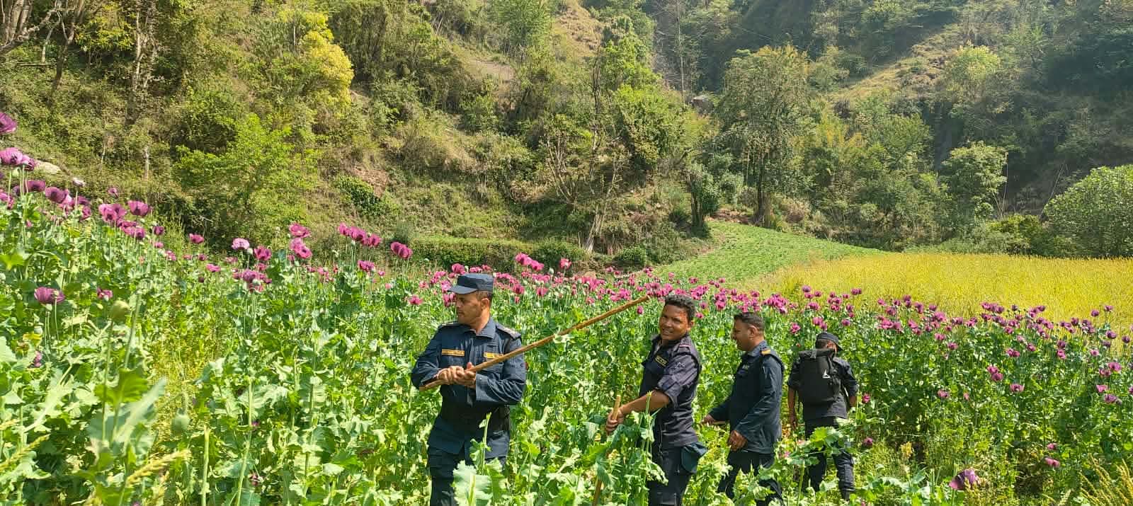 ५ सय १८ रोपनी जग्गामा लगाइएको अफिम खेती नष्ट