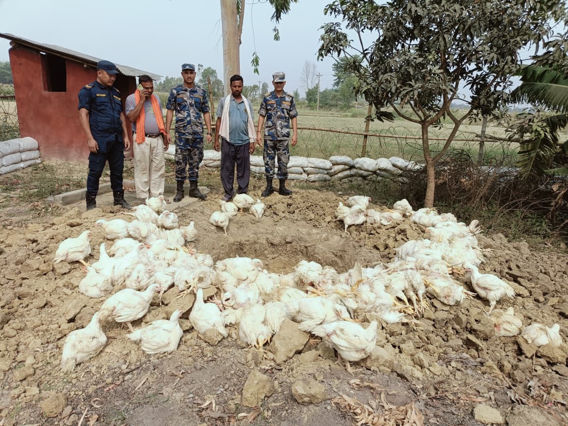 रौतहटमा भन्सार छली भित्र्याइएको ४ क्विन्टल बढी बोइलर कुखुरा नष्ट