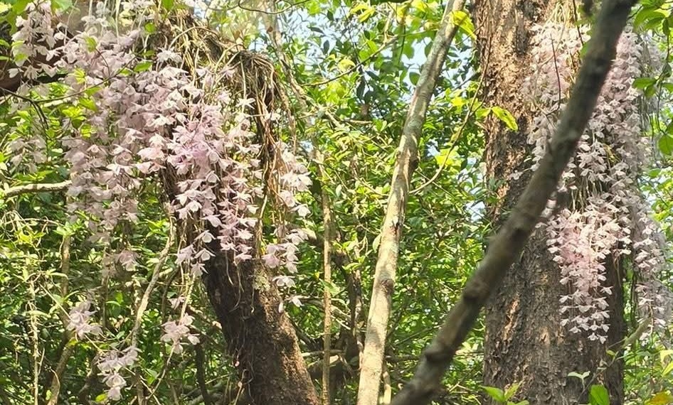 सलहेश फूलबारीमा बिहानैदेखि भीड, नयाँ वर्षमा ढकमक्क फुल्यो ‘चमत्कारी’ सुनाखरी