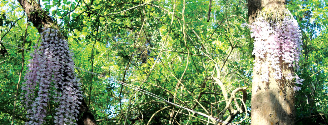 सलहेश फूलबारी मेलामा भक्तजनको चहलपहल