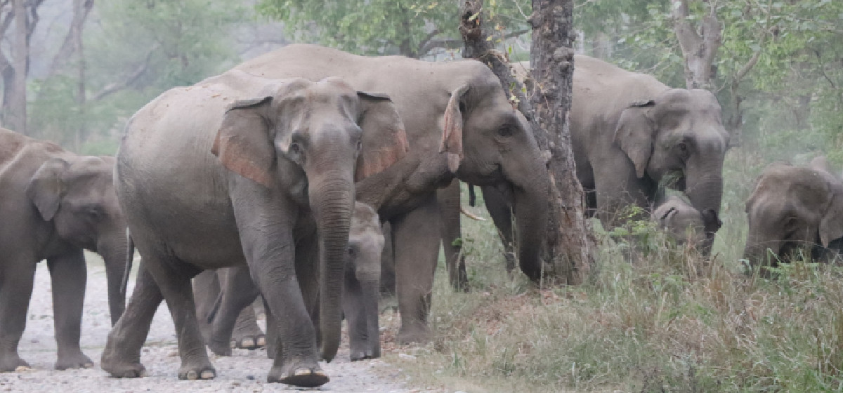 मध्यरातमा हात्तीको बथान गाउँ पसेपछि बाहुनडाँगीबासी त्रसित, स्थानीयको रात अनिदोमै