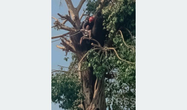 कैलालीमा रूखमा अड्किएका व्यक्तिको उद्धार