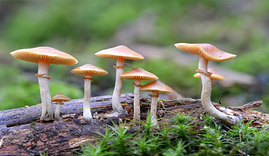 जङ्गली च्याउ खाँदा ११ जना बिरामी