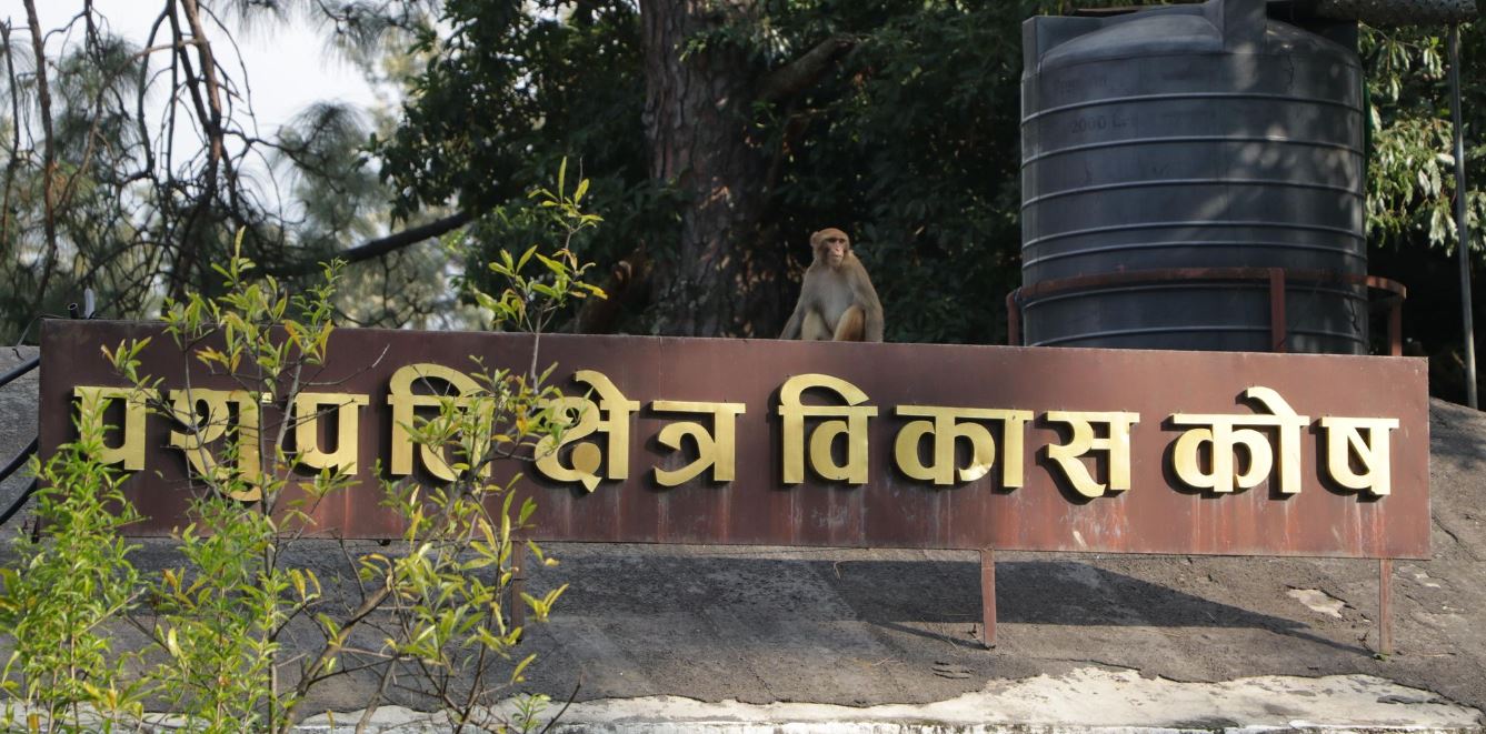 पशुपति क्षेत्र विकास कोषको नयाँ नियमावली जारी, कार्यकारी निर्देशक पद नरहने