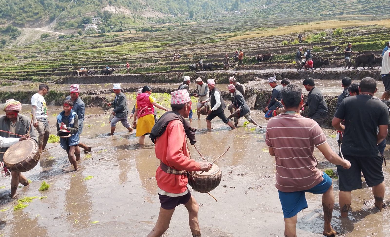 बाजुरा जिल्लाकै पहिलो बारुवा रोपाई (तस्बिरसहित)