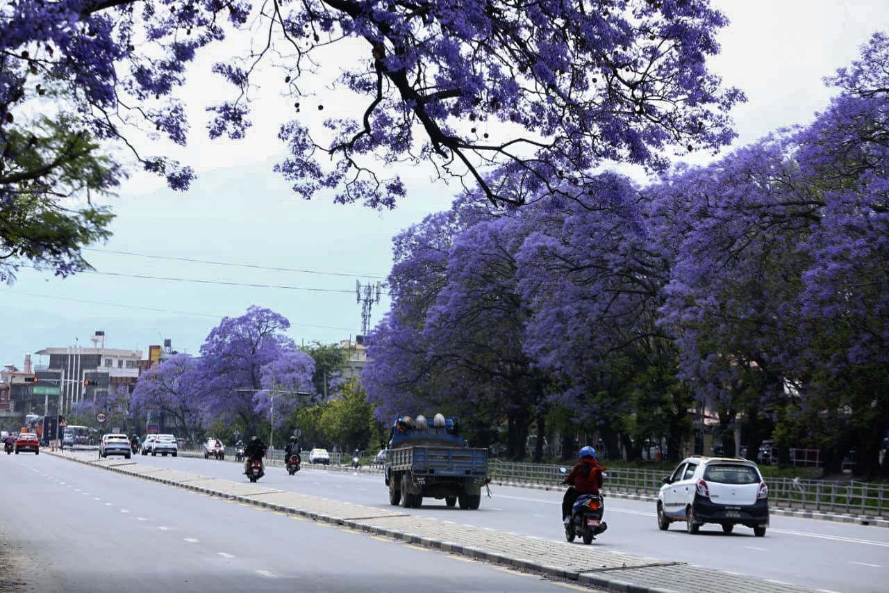 ललितपुरमा ढकमक्क ज्याकराण्डा (तस्विरहरू)