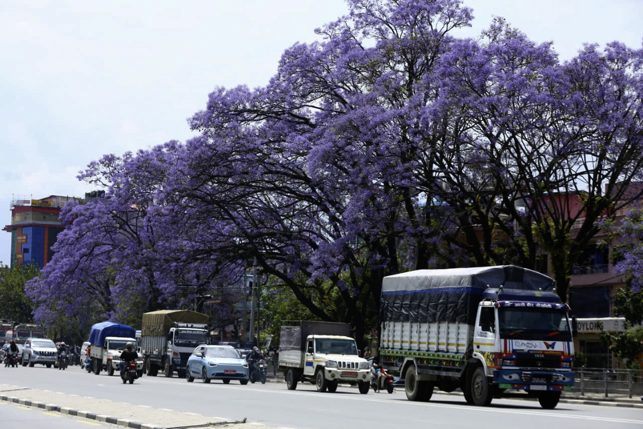 ललितपुरमा ढकमक्क ज्याकराण्डा (तस्विरहरू)