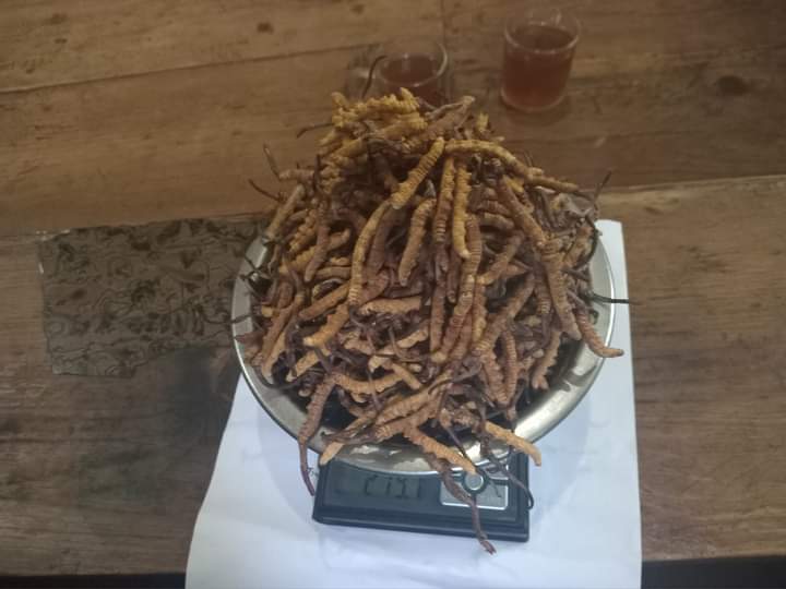 मुगुका पाटन जेठ १३ देखि खुला, यार्सा संकलनका लागि प्रवेश शुल्क तोकियो