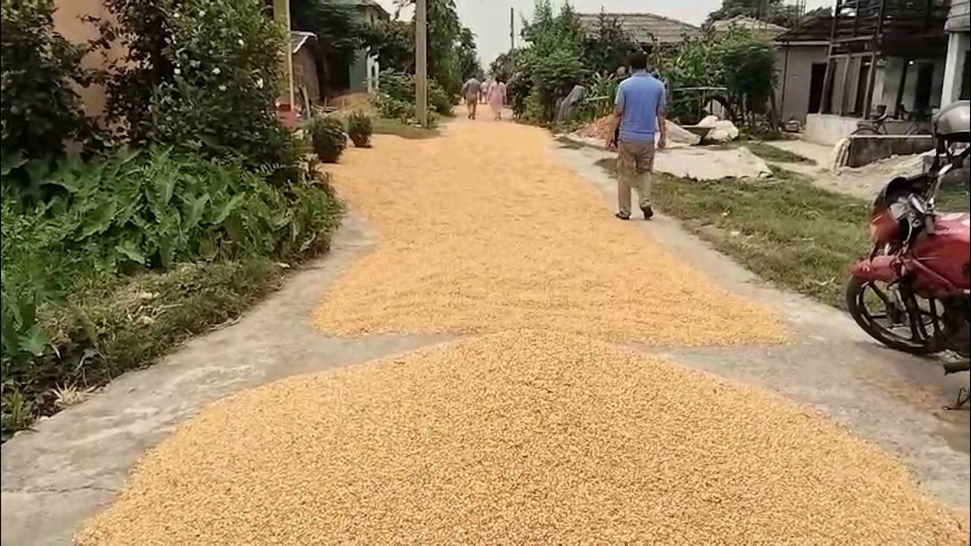 लगानी नउठ्दा मकै किसान चिन्तित