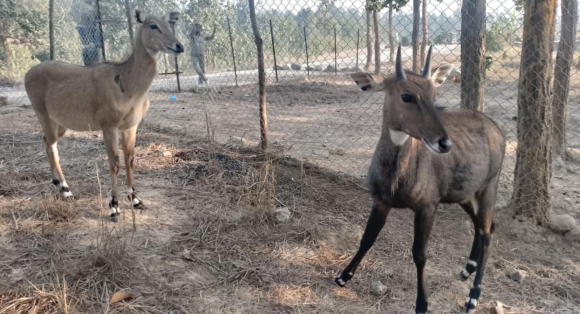 उद्धार र उपचार नपाई मर्छन् वन्यजन्तु