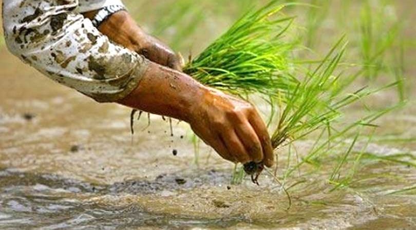 जुम्लामा मार्सीधान रोपाइँ गरिँदै