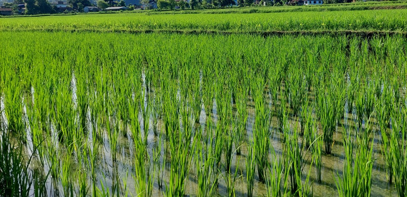 ढुसीजन्य रोगले धानको बेर्नामा क्षति, किसान चिन्तित