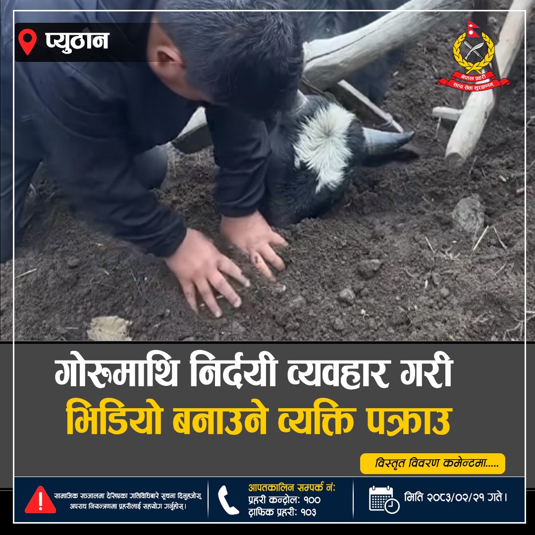 गोरुमाथि निर्दयी व्यवहार गरी भिडियो टिकटकमा राख्ने प्युठानका जालिसराम थापा मगर पक्राउ
