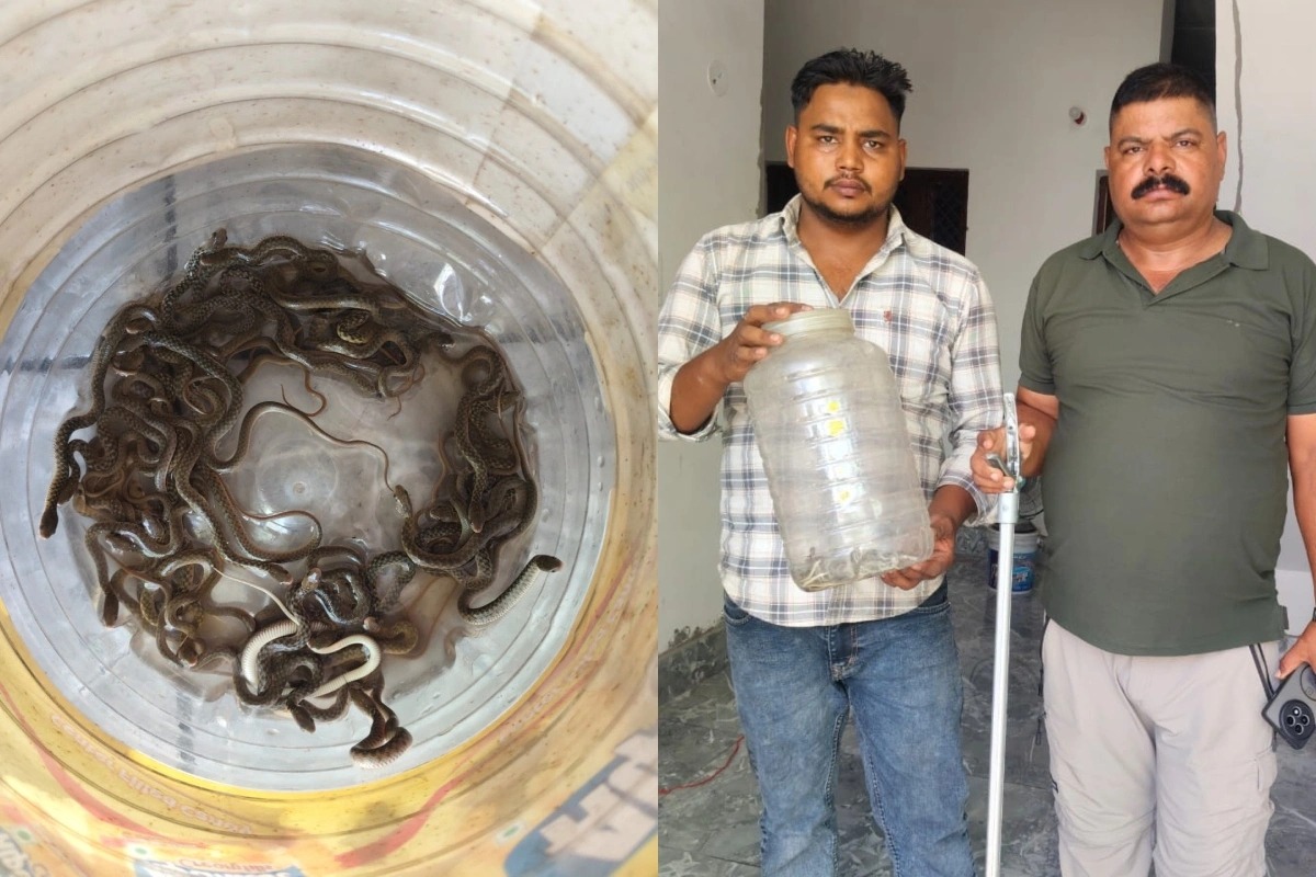 घरको खानेपानी ट्याङ्कीमा भेटिए २७ वटा सर्पका बच्चा, सकुशल उद्धार