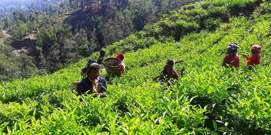 चिया निर्यात समस्या समाधान कार्यदल गठन