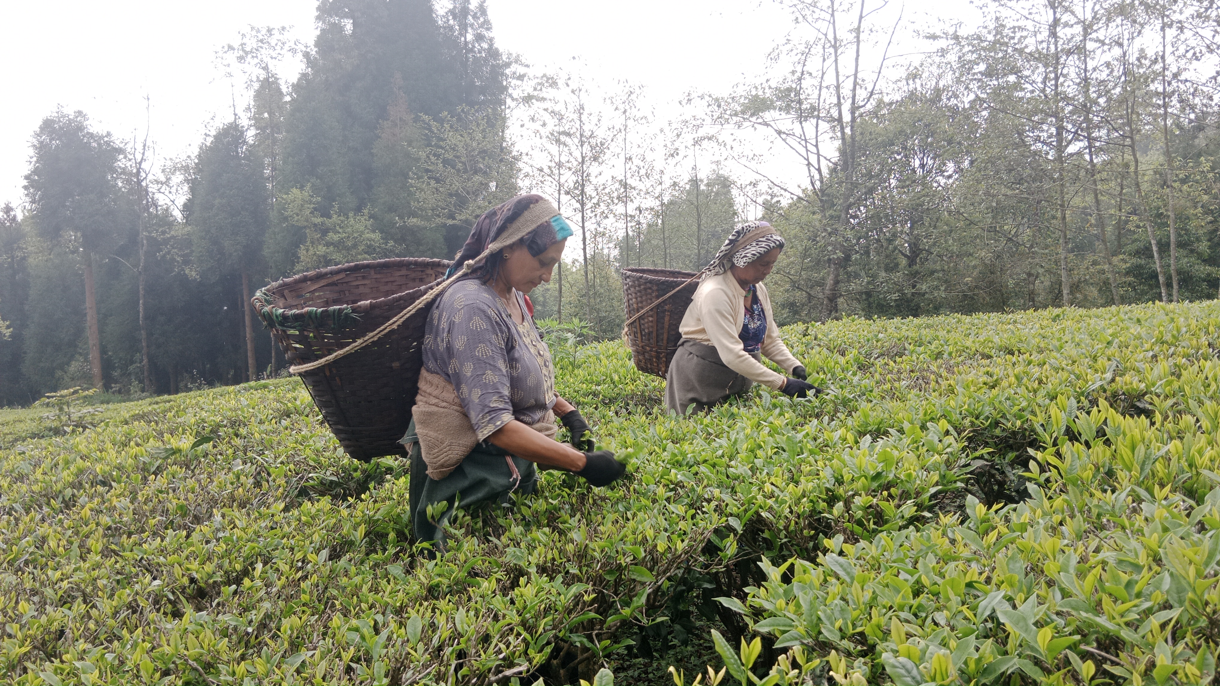 भारतको नयाँ नियमले नेपाली चिया ठप्प, असार १ देखि इलामका ५३ उद्योग बन्द हुने