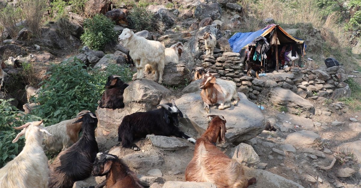 धौलागिरिका घुम्ती गोठ सङ्कटमा