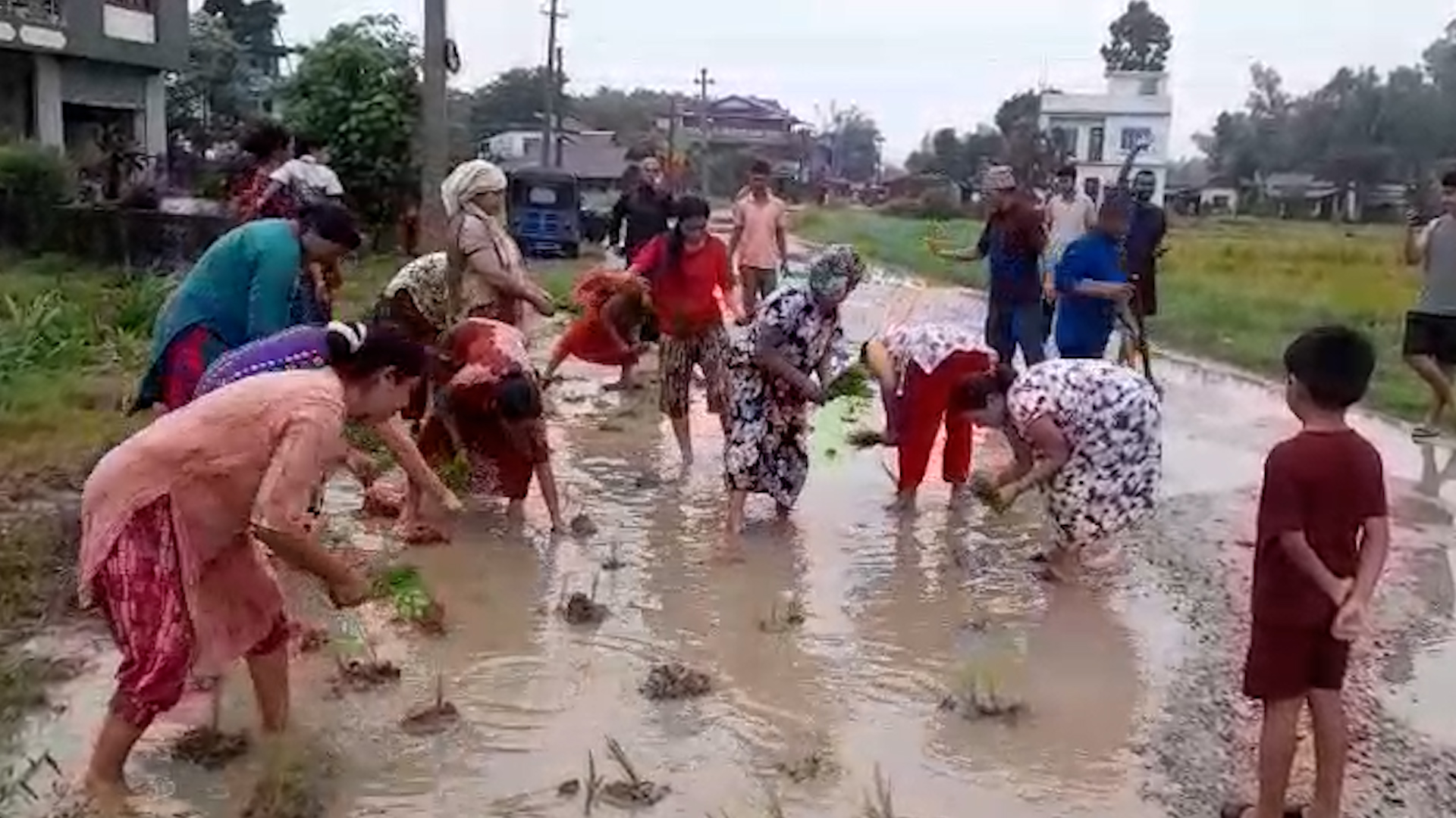 प्रधानमन्त्री बालेनको निर्वाचन क्षेत्रका स्थानीयद्वारा सडकमै धान रोपेर विरोध