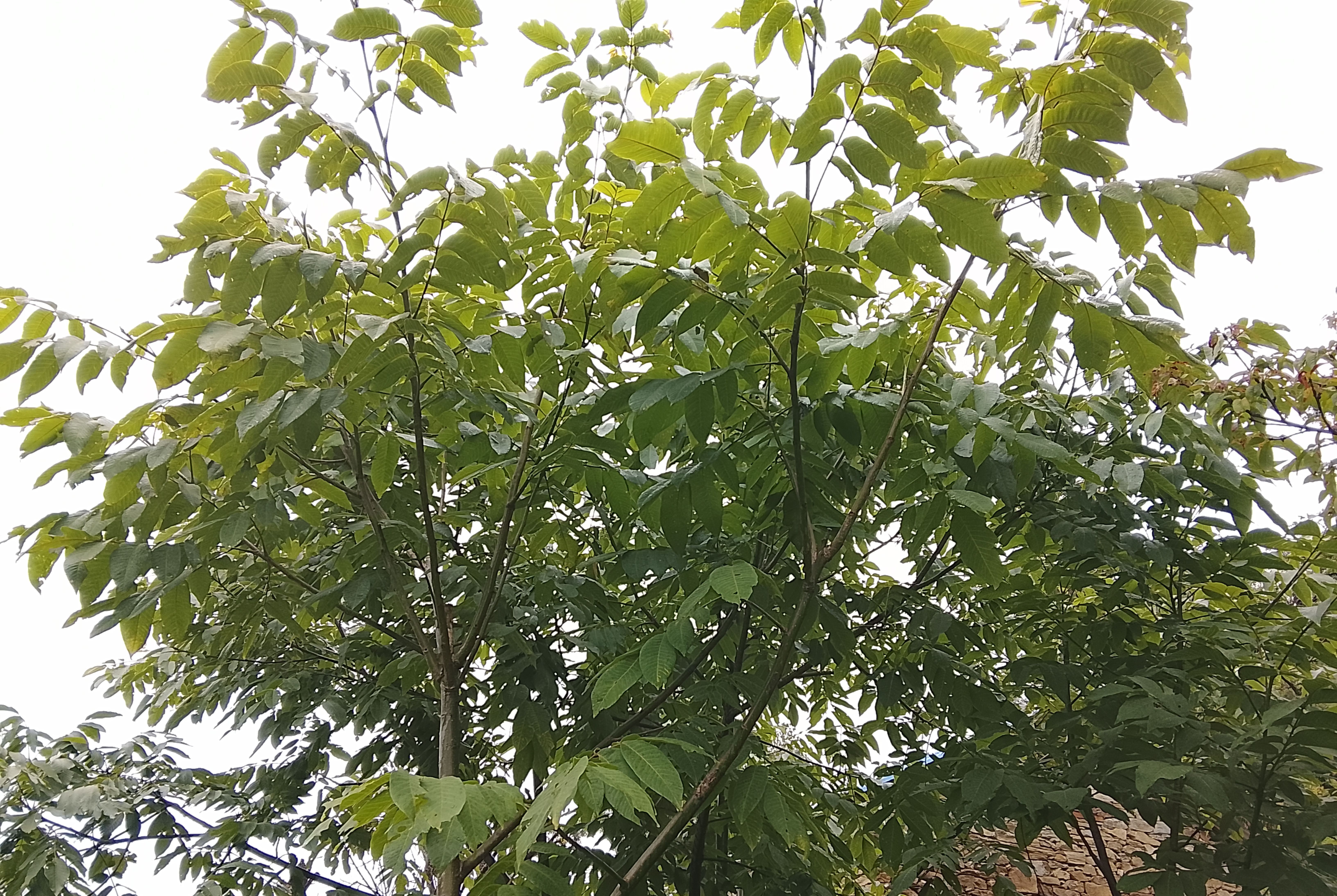 बाजुरामा दाँते ओखर खेती (तस्बिरहरू)