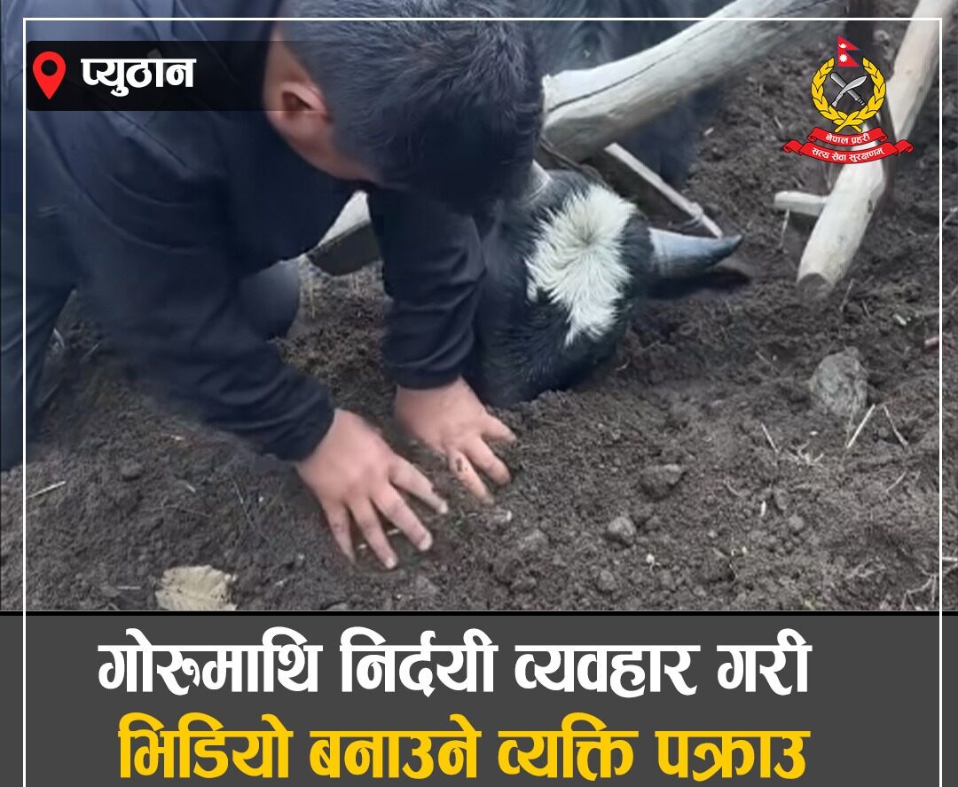गोरुमाथि निर्दयी व्यवहार गरी भिडियो टिकटकमा राख्ने प्युठानका जालिसराम थापा मगर पक्राउ