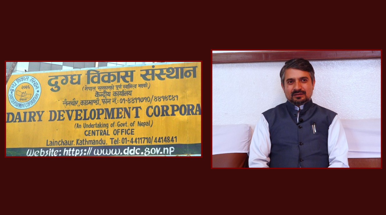 बालेनले याक चिज प्रचार गरेपछि बजारमा डीडीसीको चर्चा, नयाँ ब्रान्डिङको तयारी