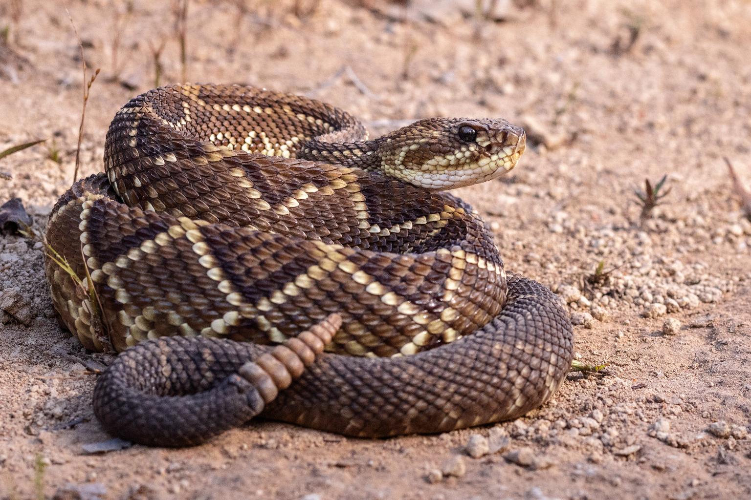 सर्पले टोकेको उपचार गर्दा अस्पतालको बिल २० करोड रुपैयाँ