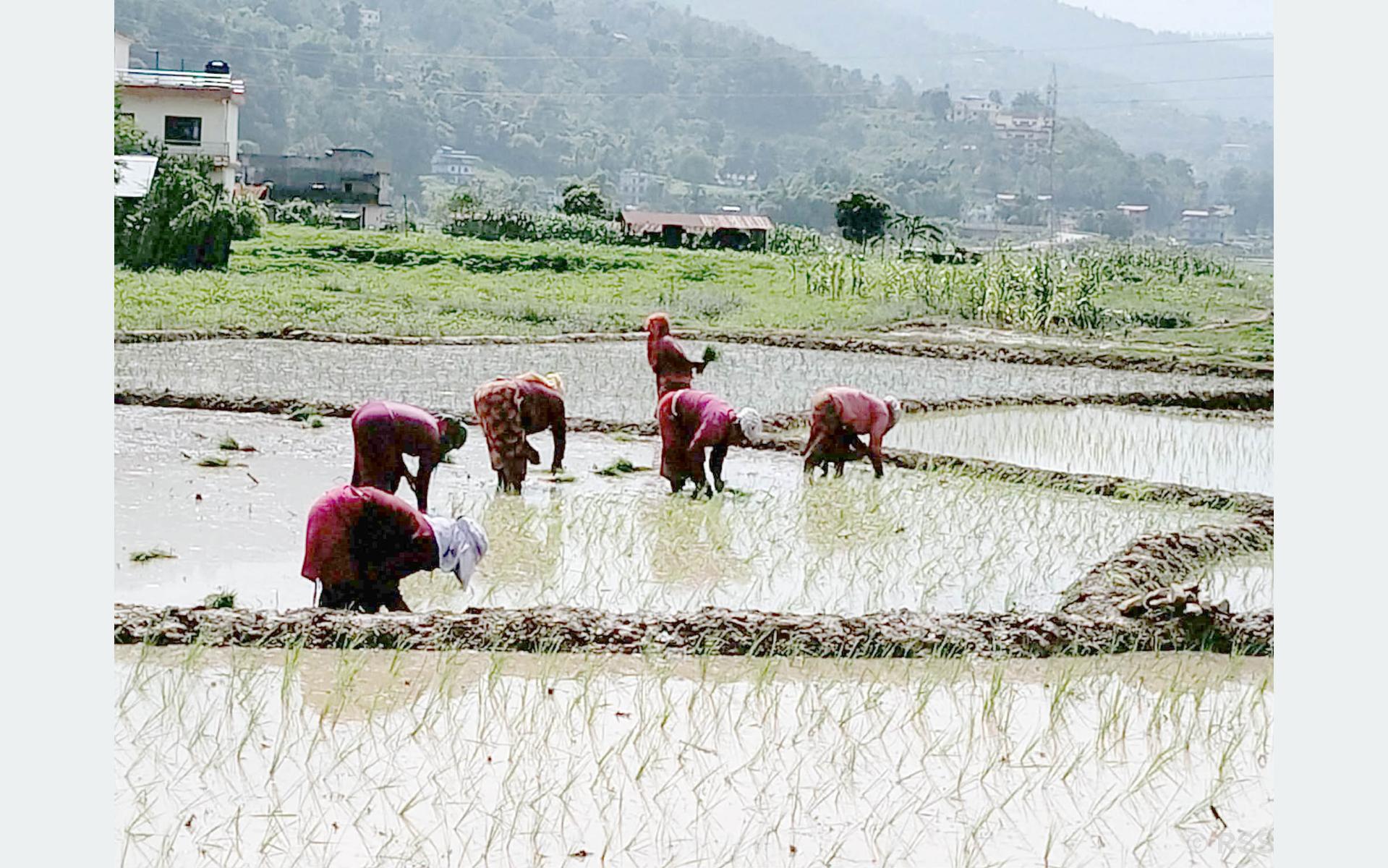 गुञ्जिन छाडे ‘असारे भाका’