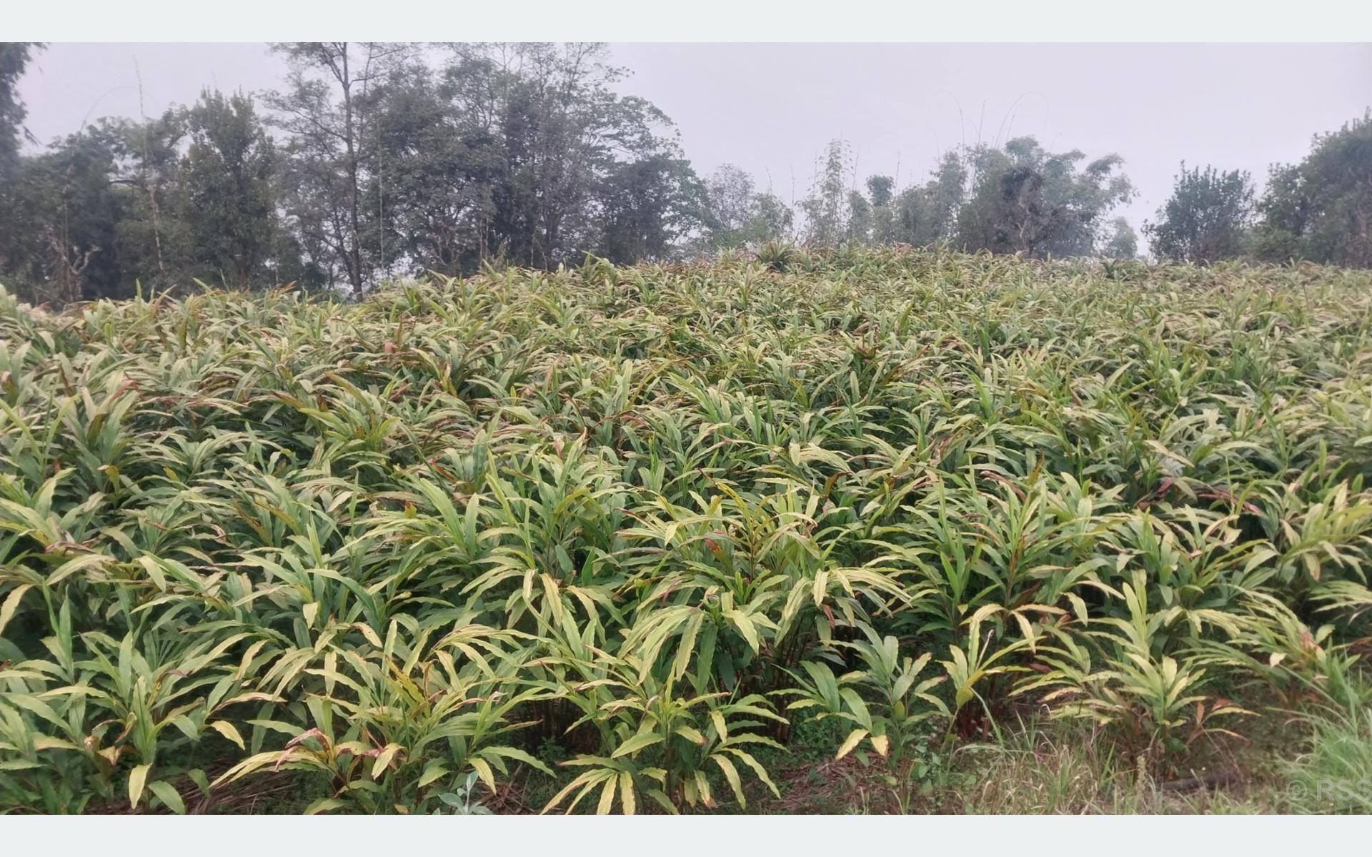 धान खेत मासेर अलैँची खेतीतर्फ आकर्षित माङसेबुङका किसान: मनग्ये आम्दानीसँगै जीवनस्तरमा सुधार
