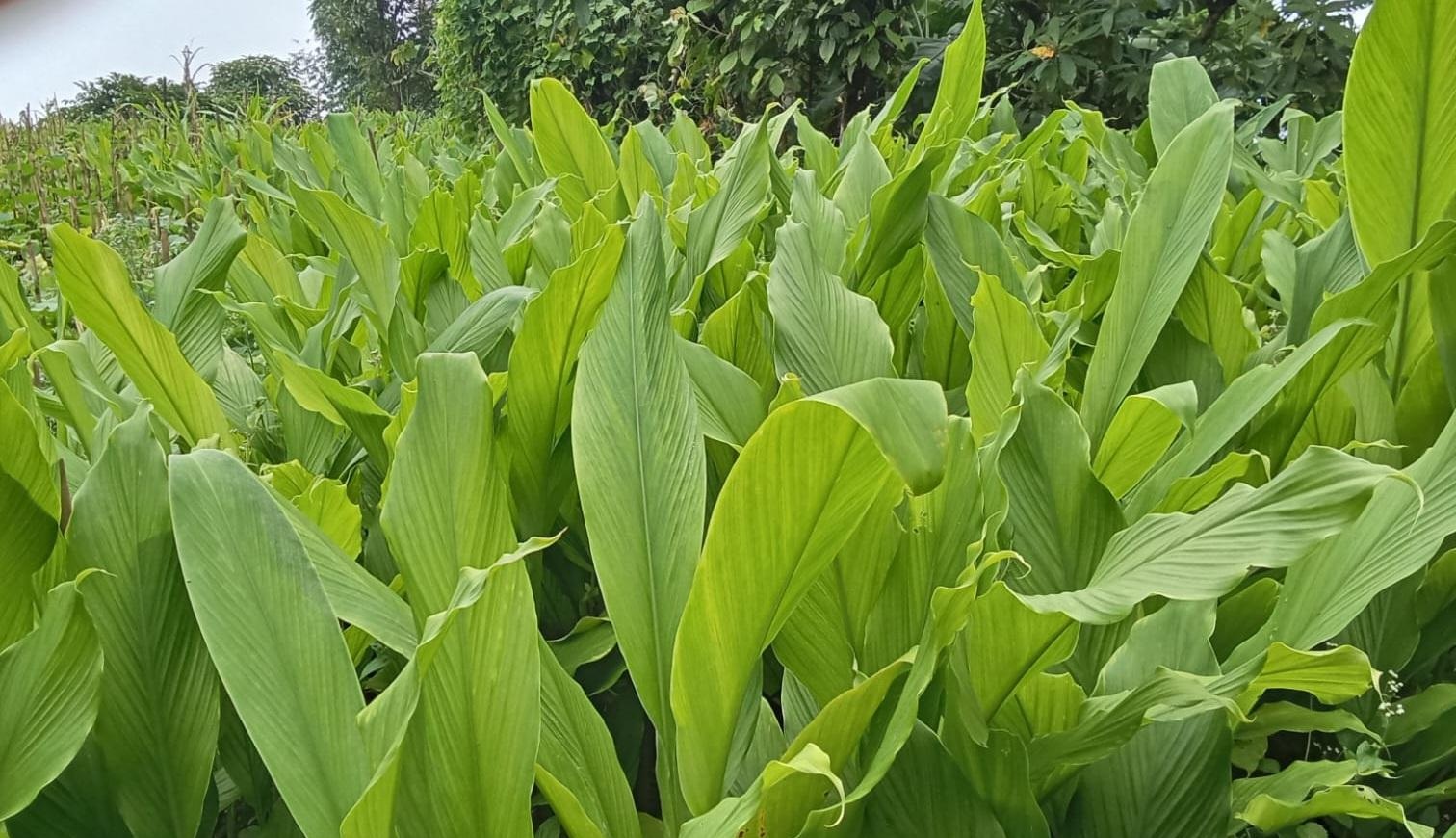 व्यावसायिक बेसारखेतीमा इलामका किसान