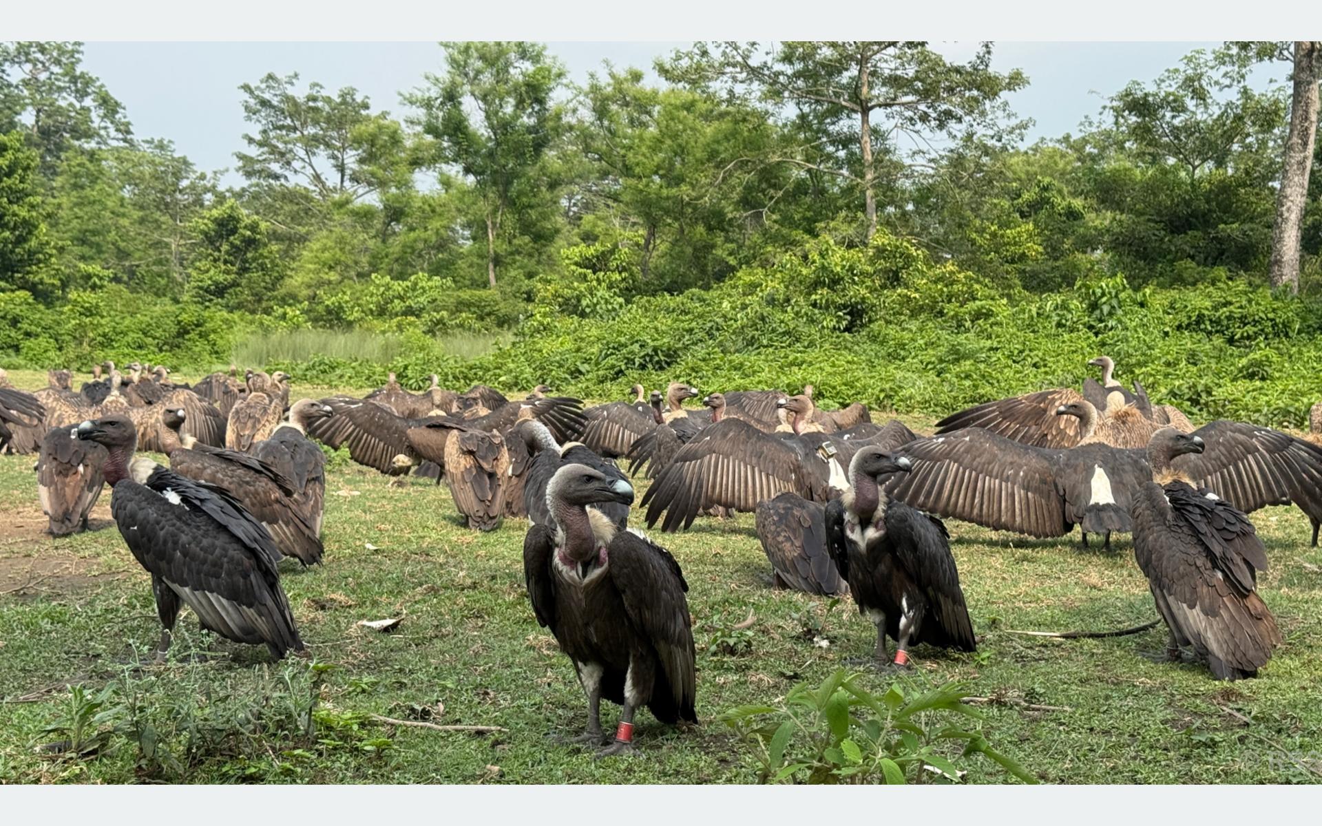 गिद्ध संरक्षणसँगै पर्यटकीय र अध्ययन केन्द्रका रूपमा विकसित हुँदै जटायु रेष्टुरेन्ट