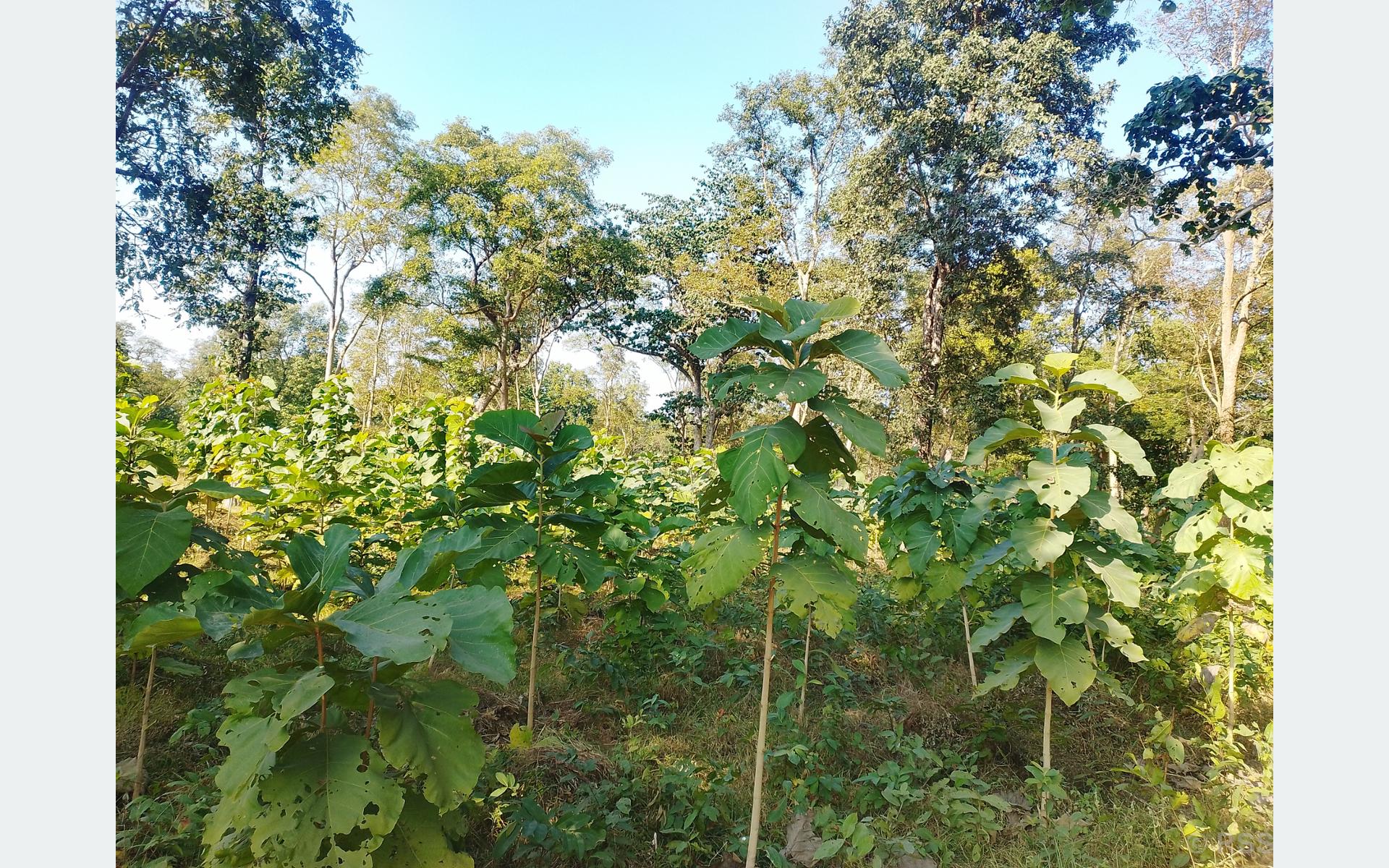 आर्थिक समृद्धिको नयाँ आधार बन्दै वन