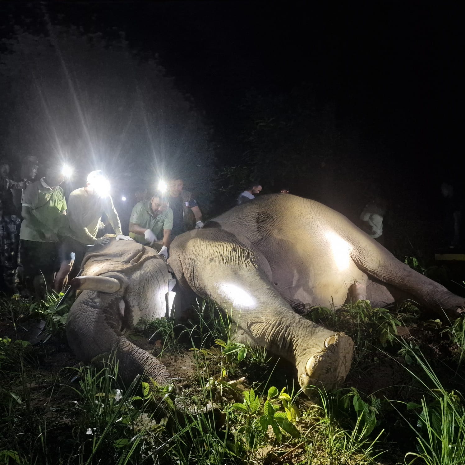 ध्रुवे हात्तीमा रेडियो कलर जडान, बस्तीमा आउनुअघि नै जानकारी हुने