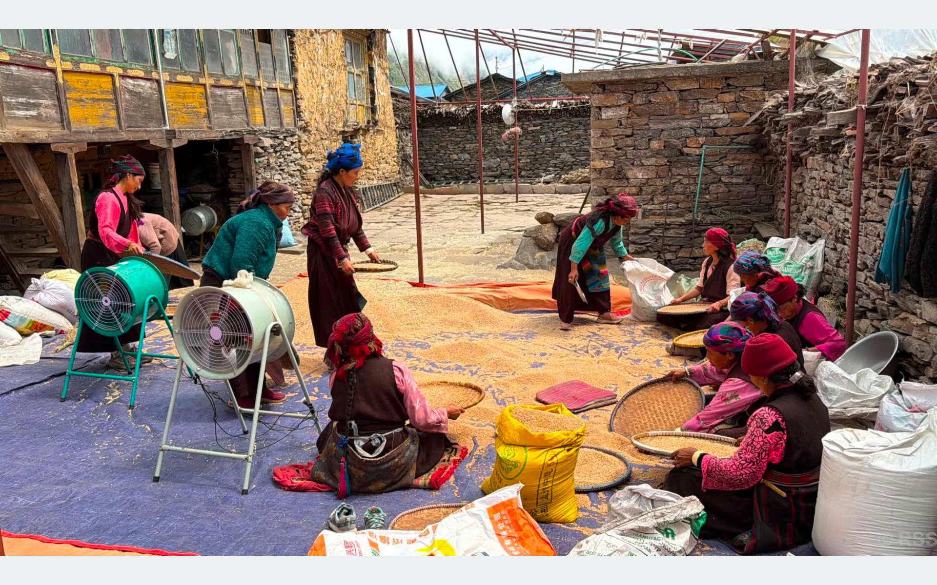 एघार महिनामा पाकेको गहुँ साइत जुराएर भित्र्याउँदै चुमभ्यालीका किसान
