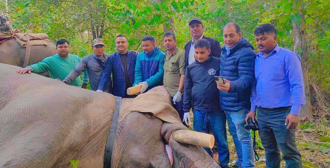 दाह्रा काटिएपछि निकुञ्जभित्रै ध्रुर्वे हात्ती: जिपीएस भूउपग्रहबाट हरेक १० मिनेटमा अनुगमन