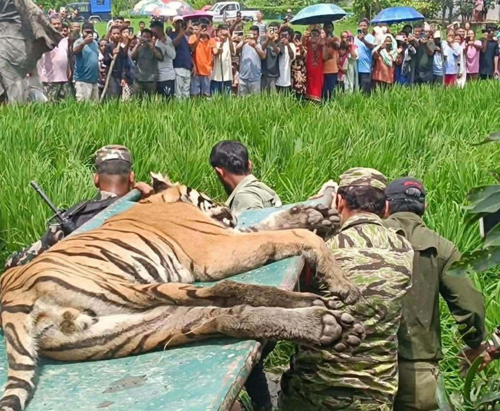 चितवनमा मानिस र गाईलाई घाइते बनाउने बाघ चार घण्टापछि नियन्त्रणमा