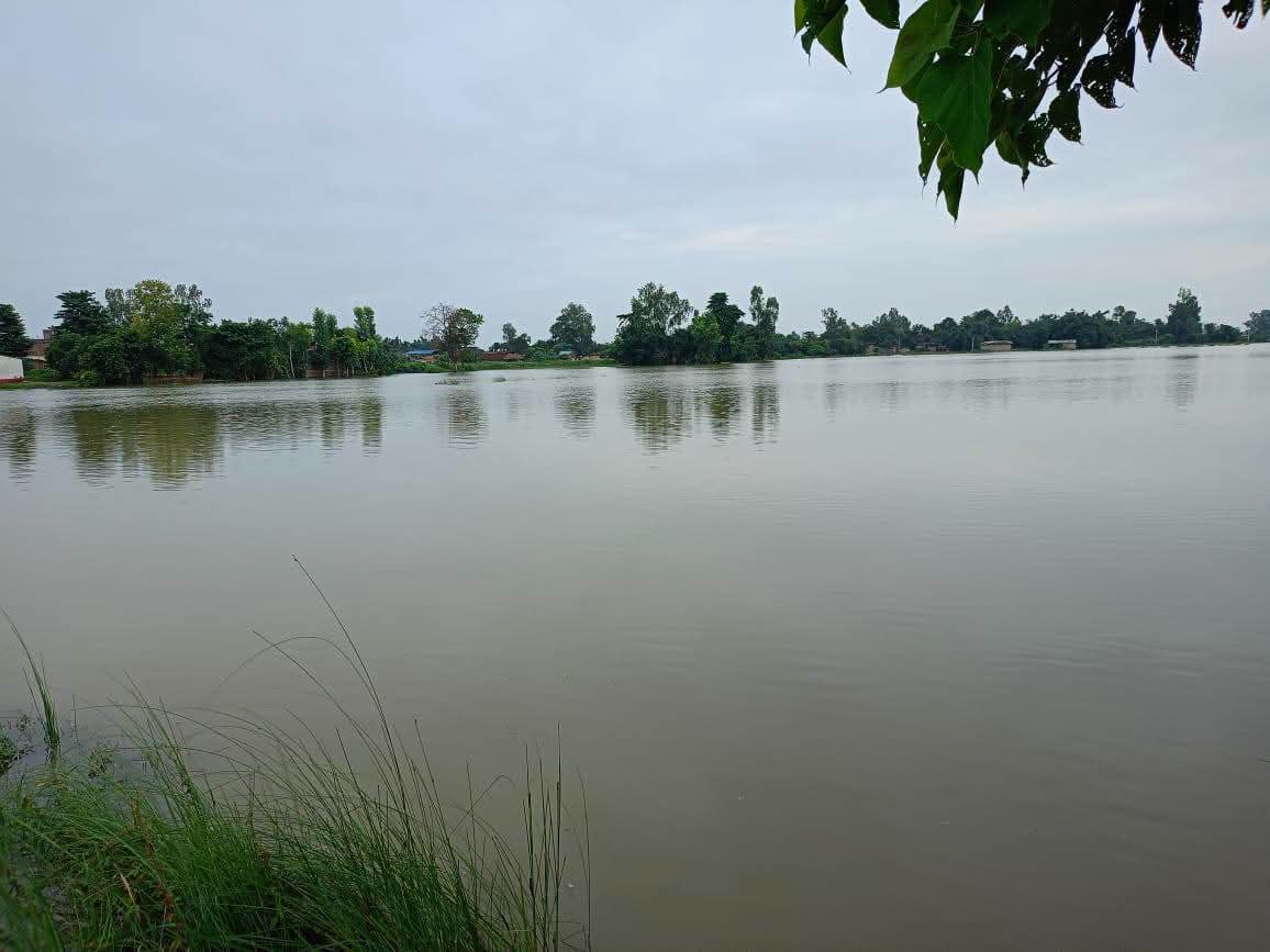 रौतहटका धान खेत जलाशयमा परिणत, किसान मर्कामा