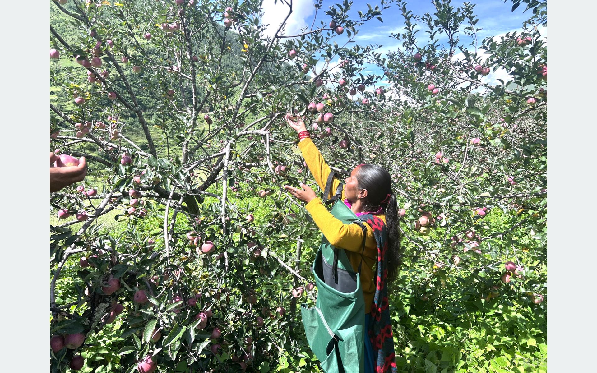 जुम्लाका किसानलाई स्याउ टिप्न चटारो