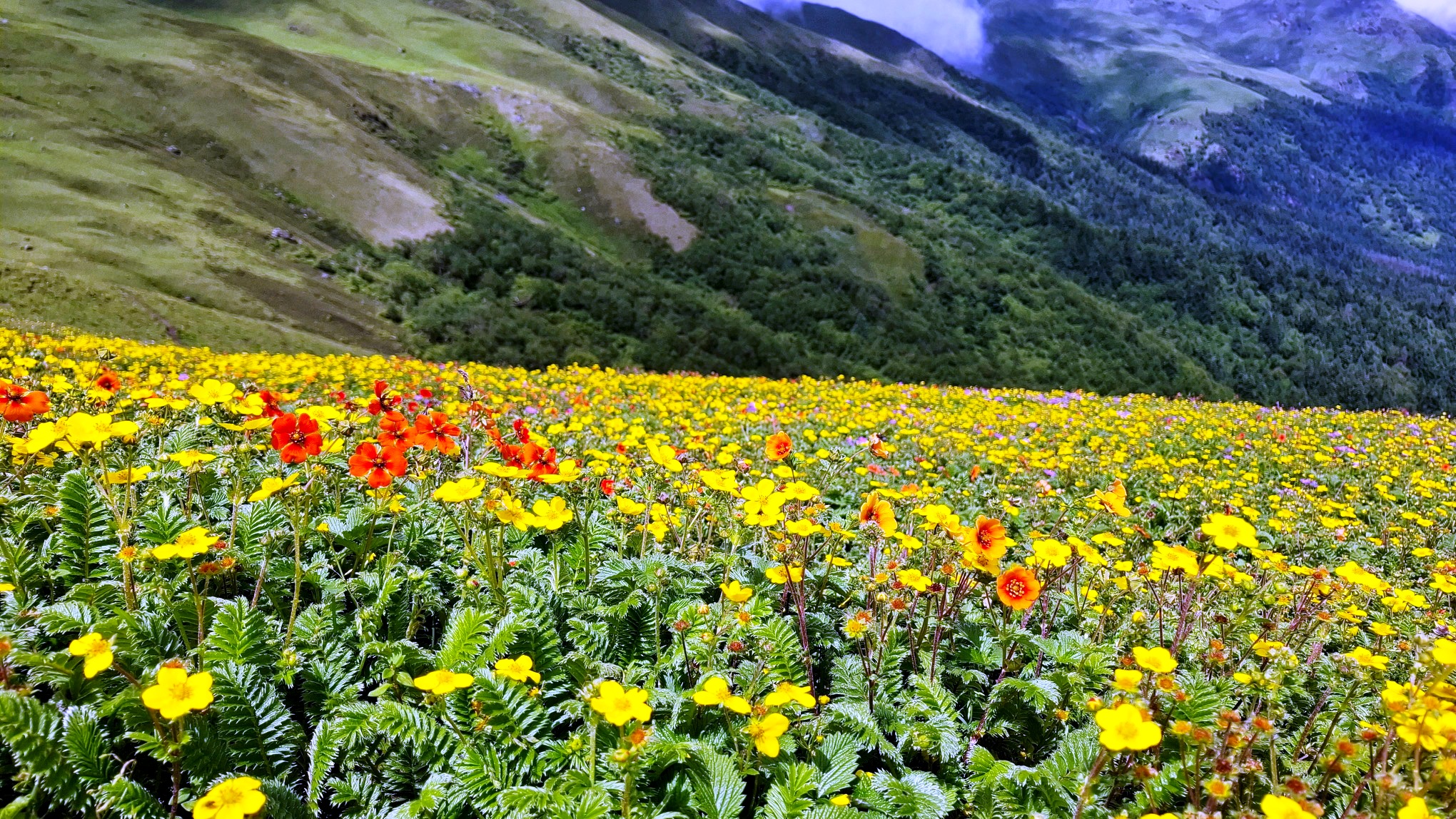 तीन जिल्लाको संगममा रंगीविरंगी बुकी फूल र पशुबथान (फोटोफिचर)