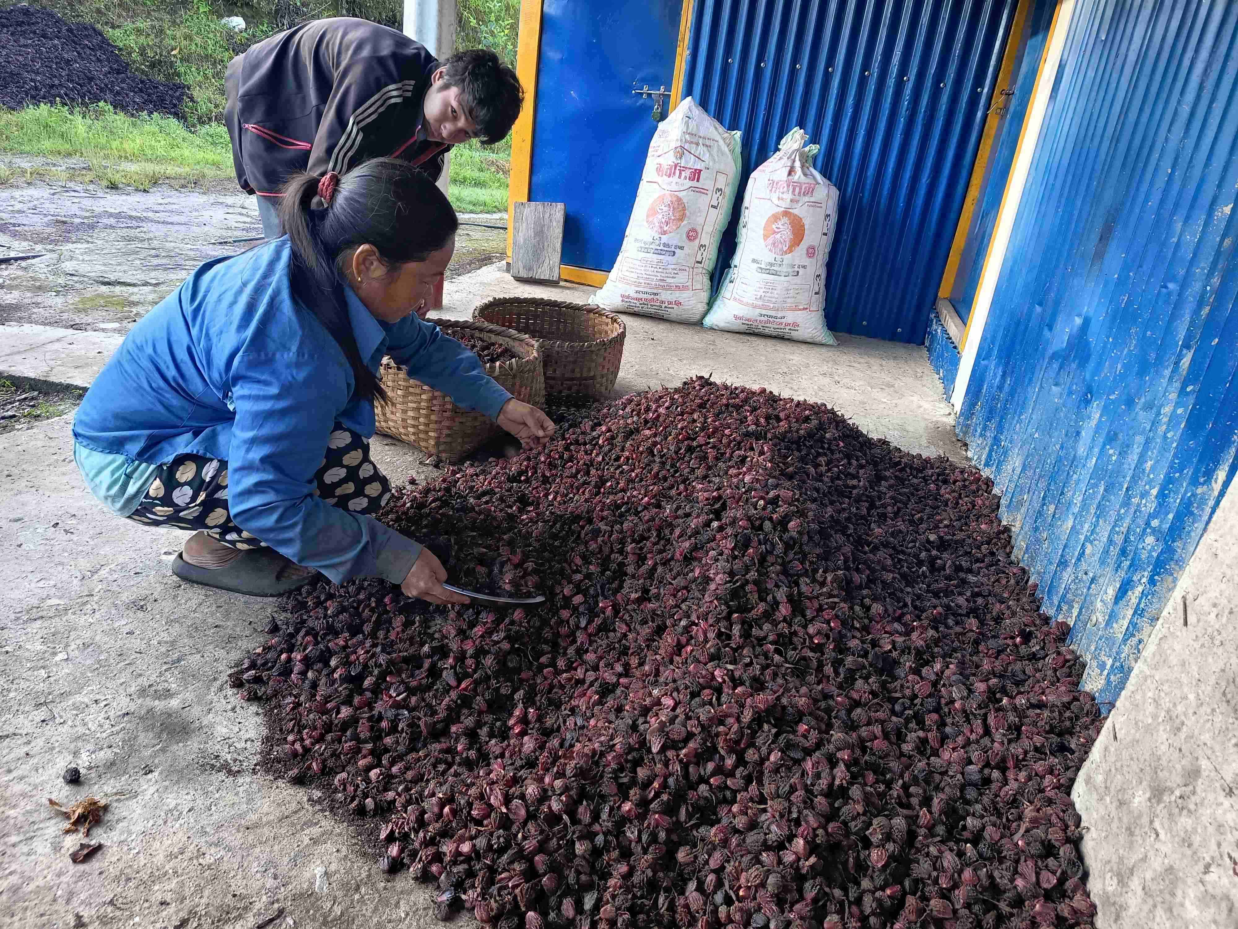अलैँचीको बजार मूल्य निरन्तर ओरालो